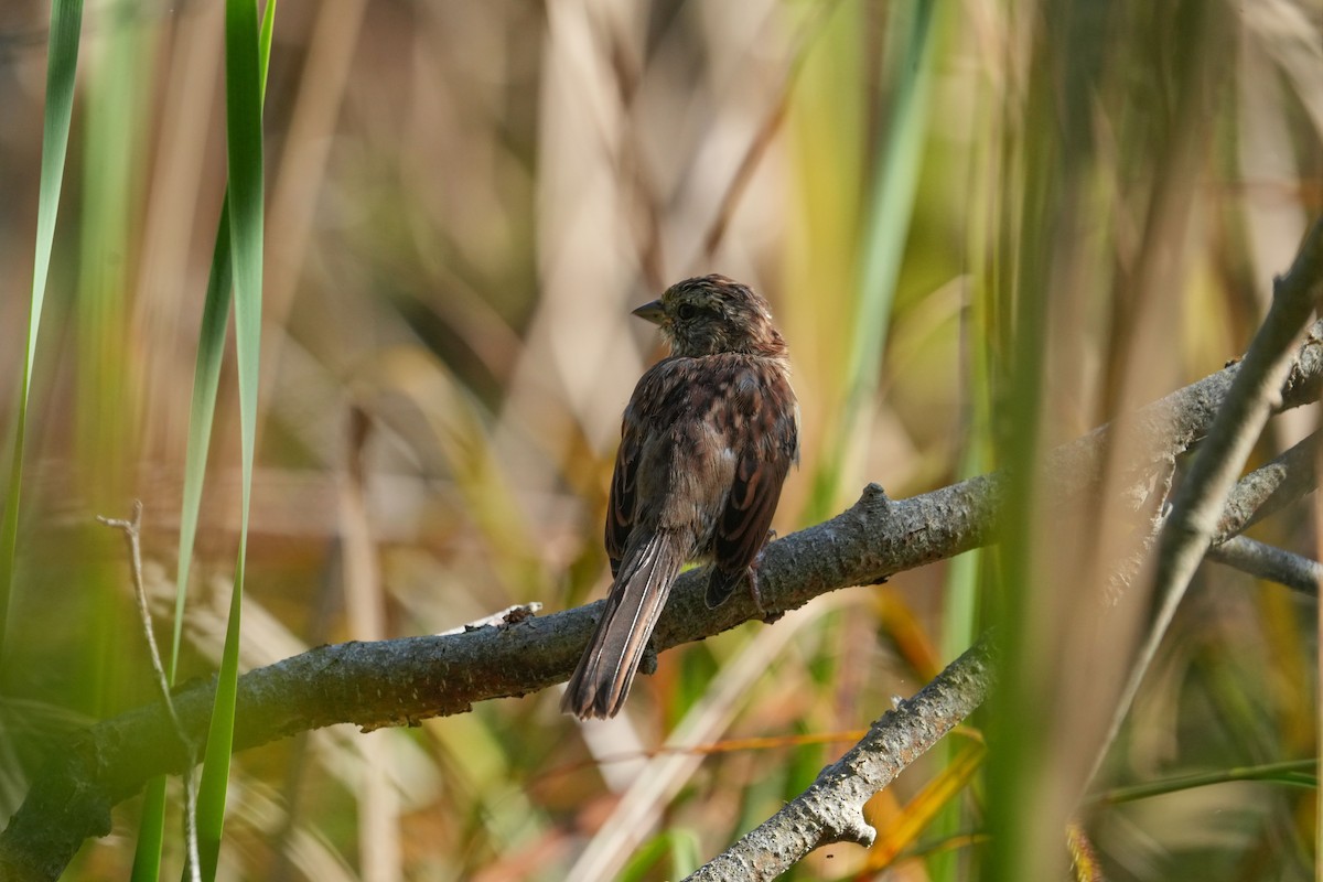 Song Sparrow - ML644171154