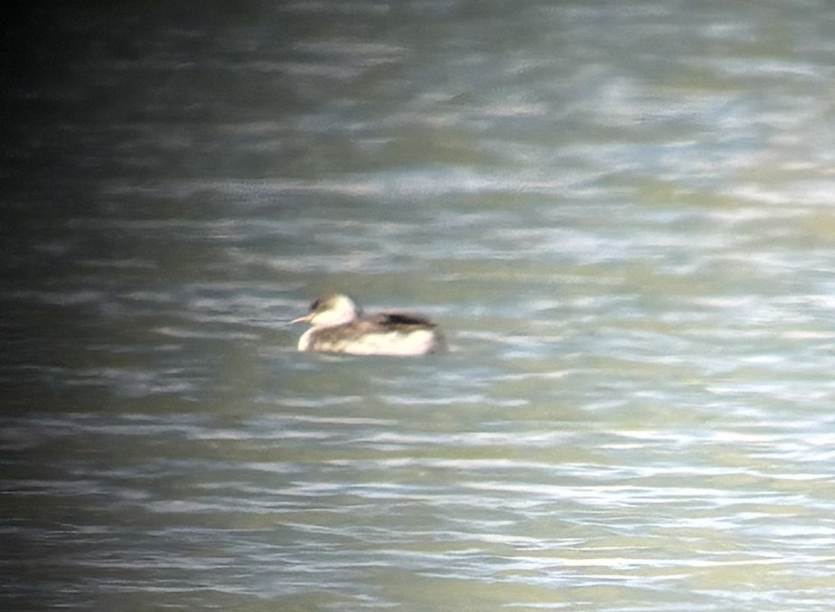 Ухаа шунгуур - ML644171155