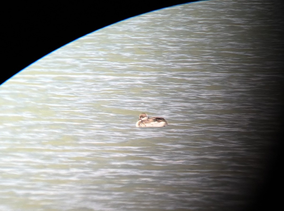 Ухаа шунгуур - ML644171156