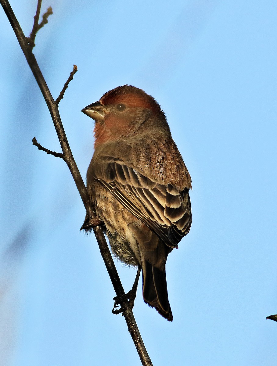 House Finch - ML644171157