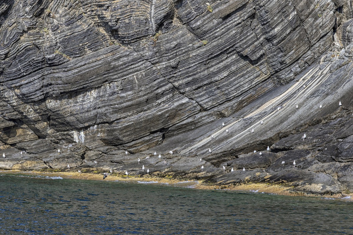 Yellow-legged Gull - ML644171160