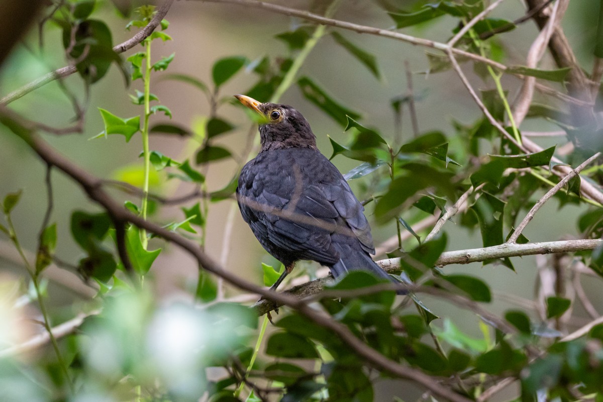 mandarintrost - ML644171161