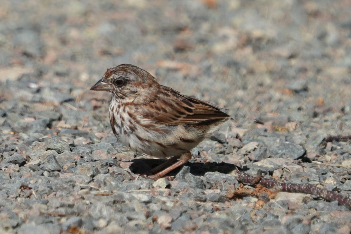 Song Sparrow - ML644171175