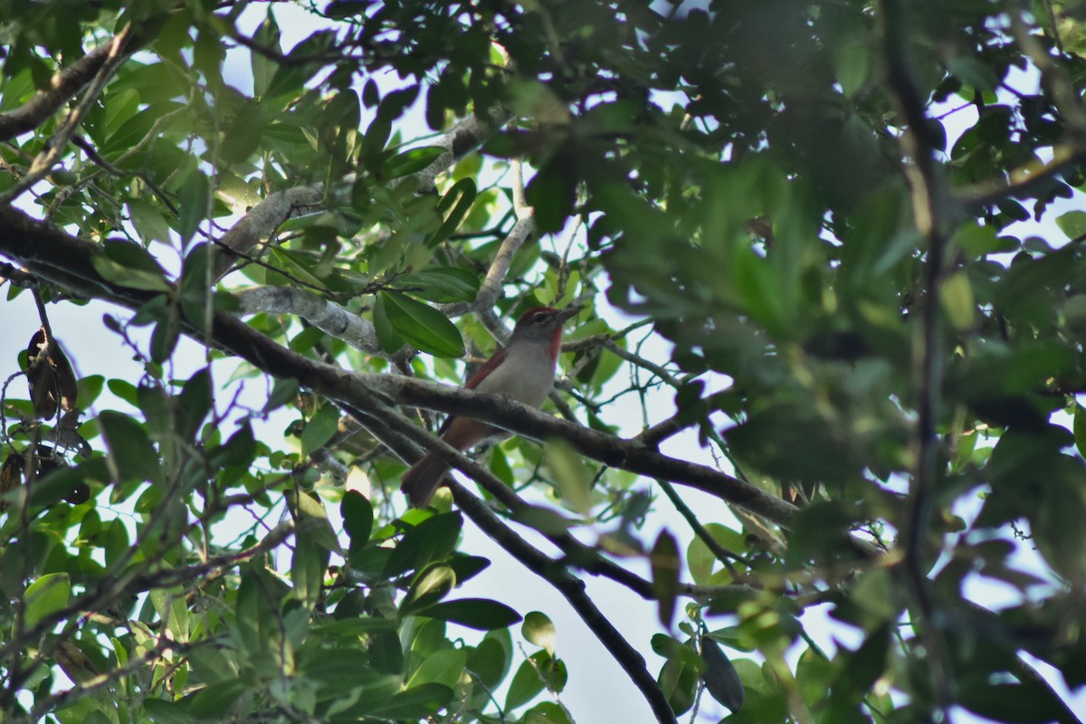 Rose-throated Tanager - ML644171181