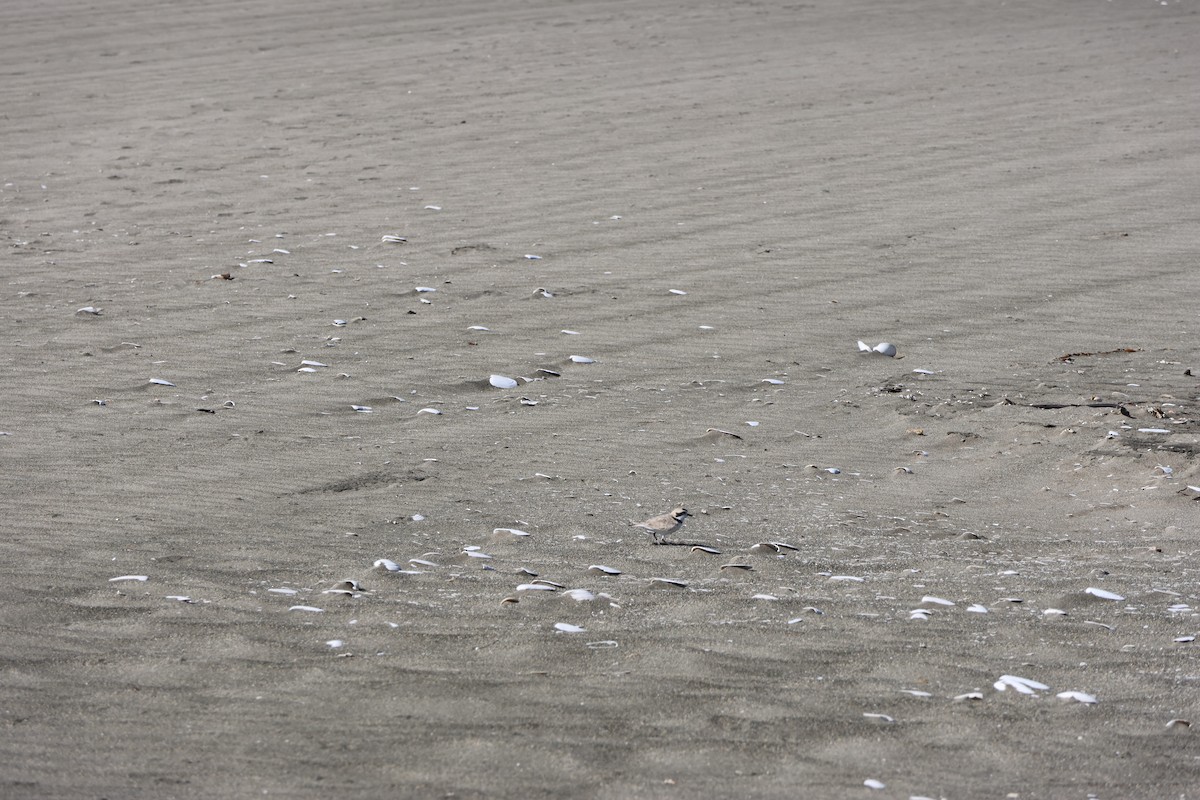 Snowy Plover - ML644171185