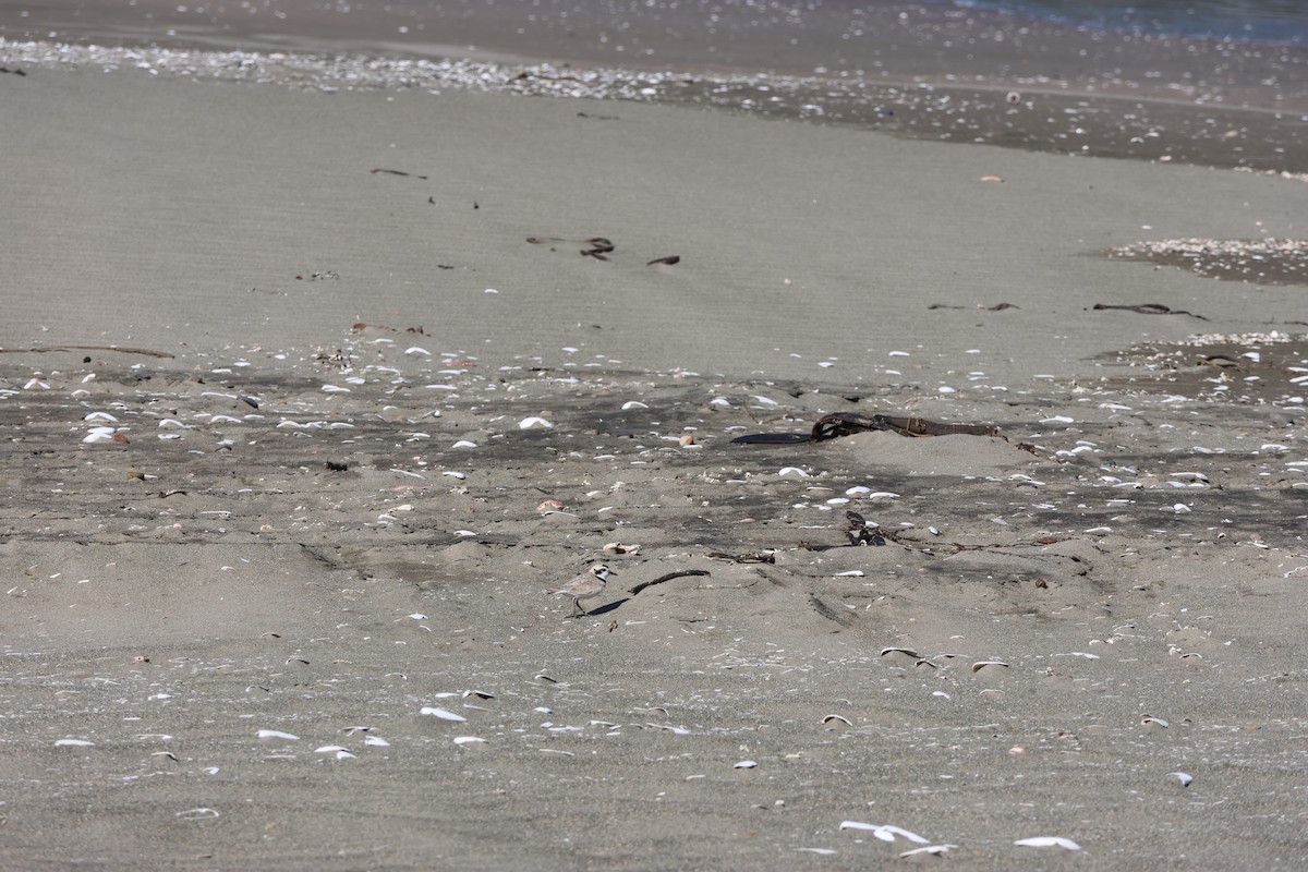 Snowy Plover - ML644171186