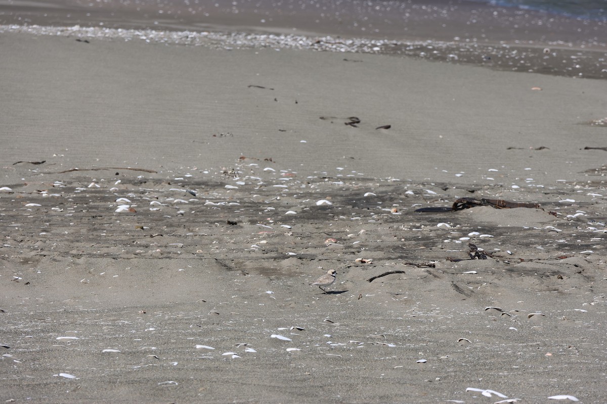 Snowy Plover - ML644171187