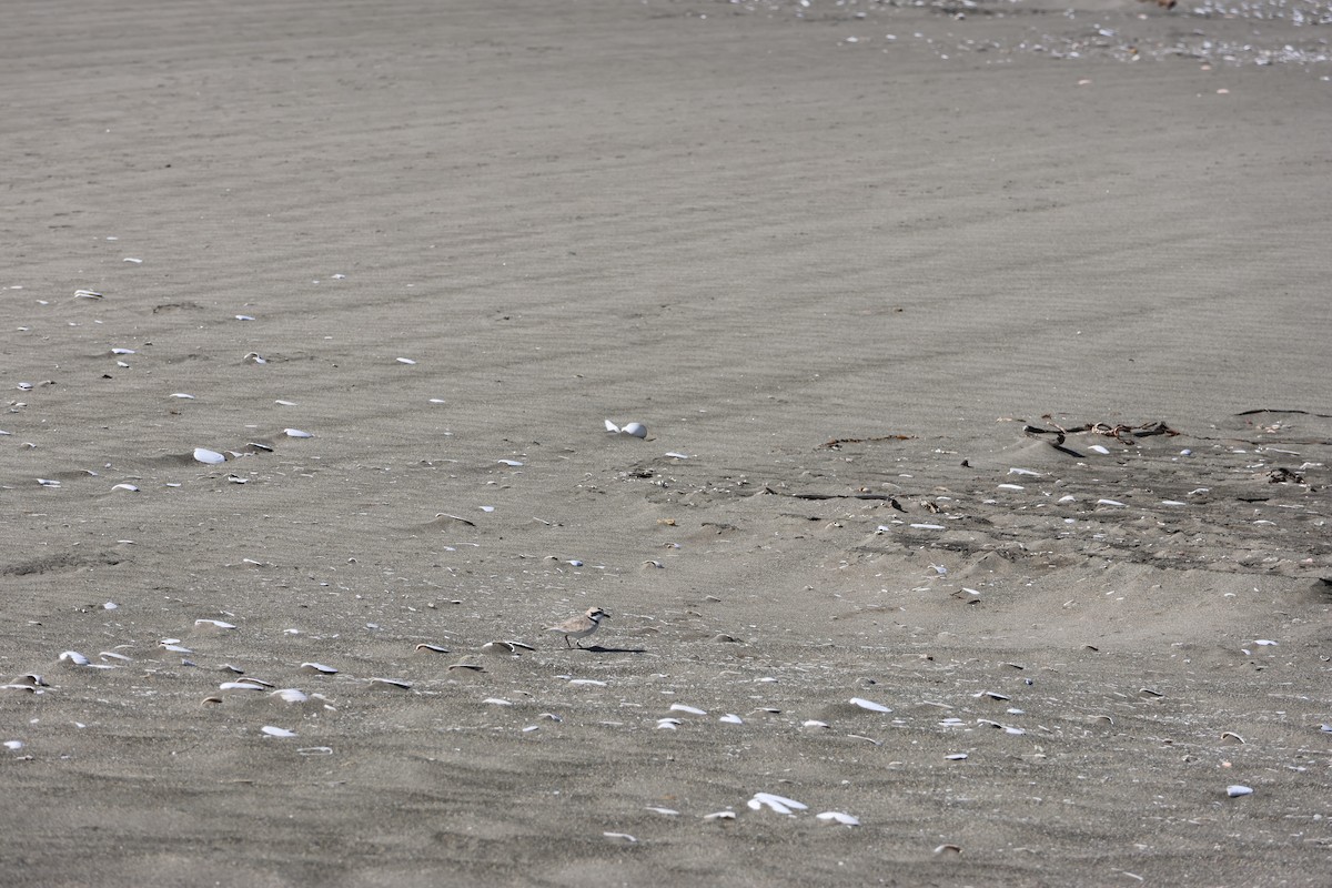 Snowy Plover - ML644171188