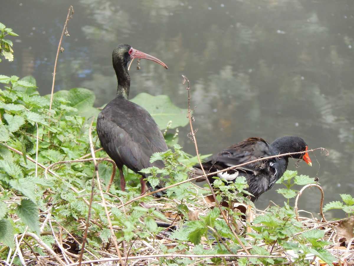 Bare-faced Ibis - ML644171193