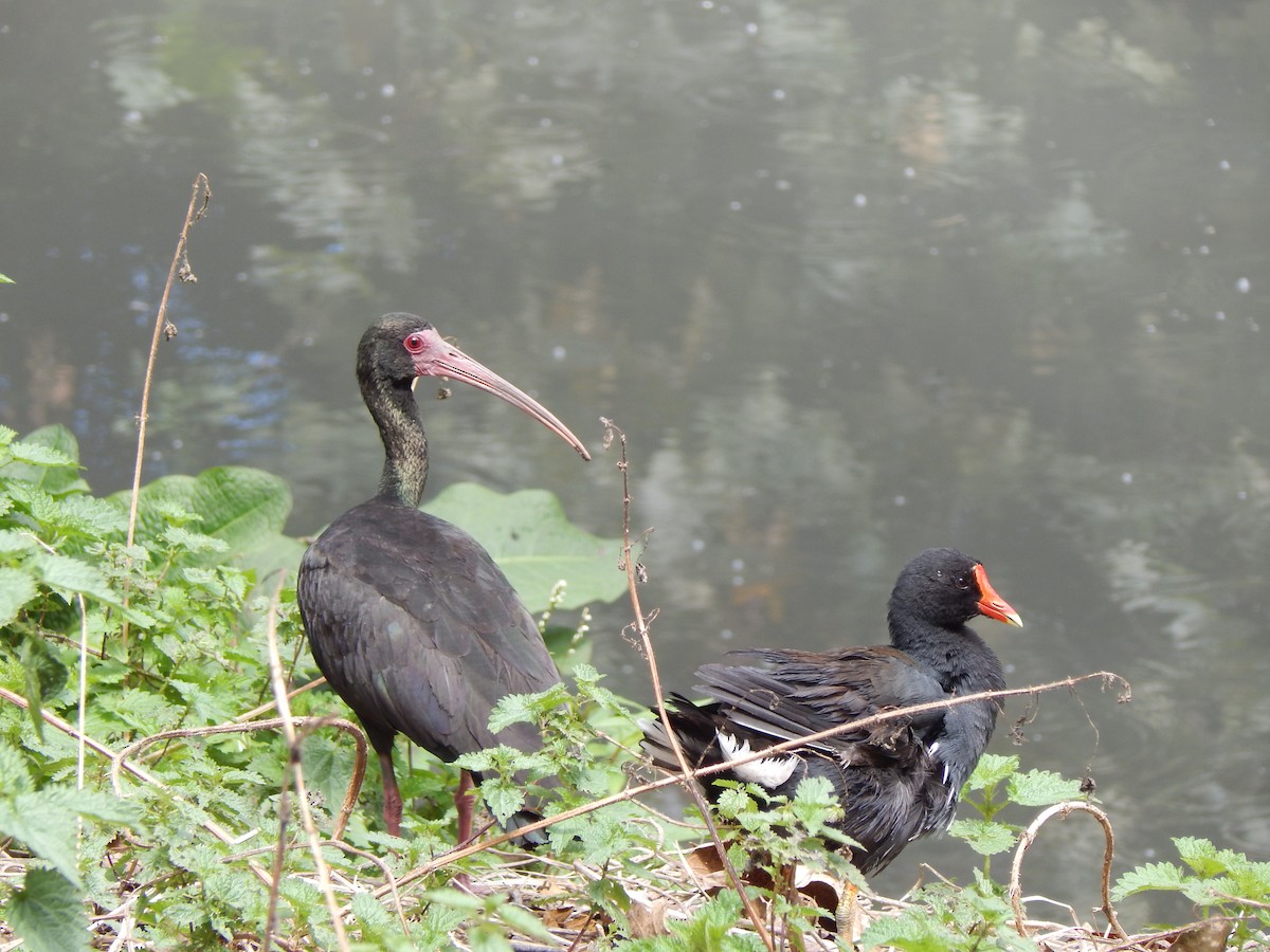 Bare-faced Ibis - ML644171195