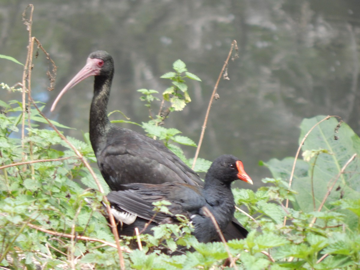 Bare-faced Ibis - ML644171196