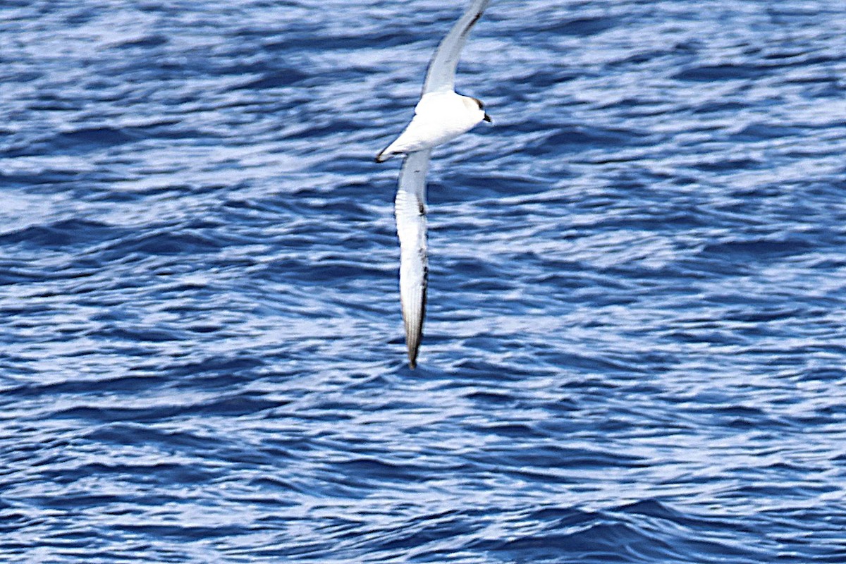 Hawaiian Petrel - ML644171198