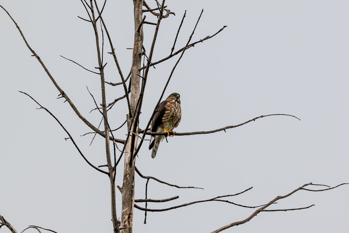 Chinese Sparrowhawk - ML644171202