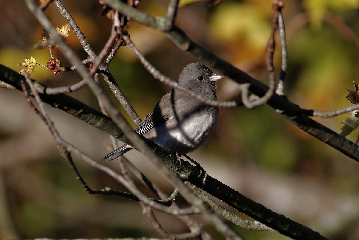 Dark-eyed Junco - ML644171203