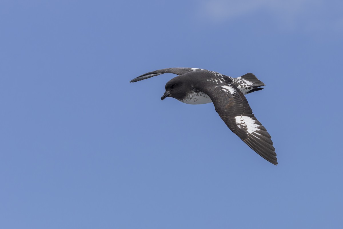 Pintado Petrel - ML644171206