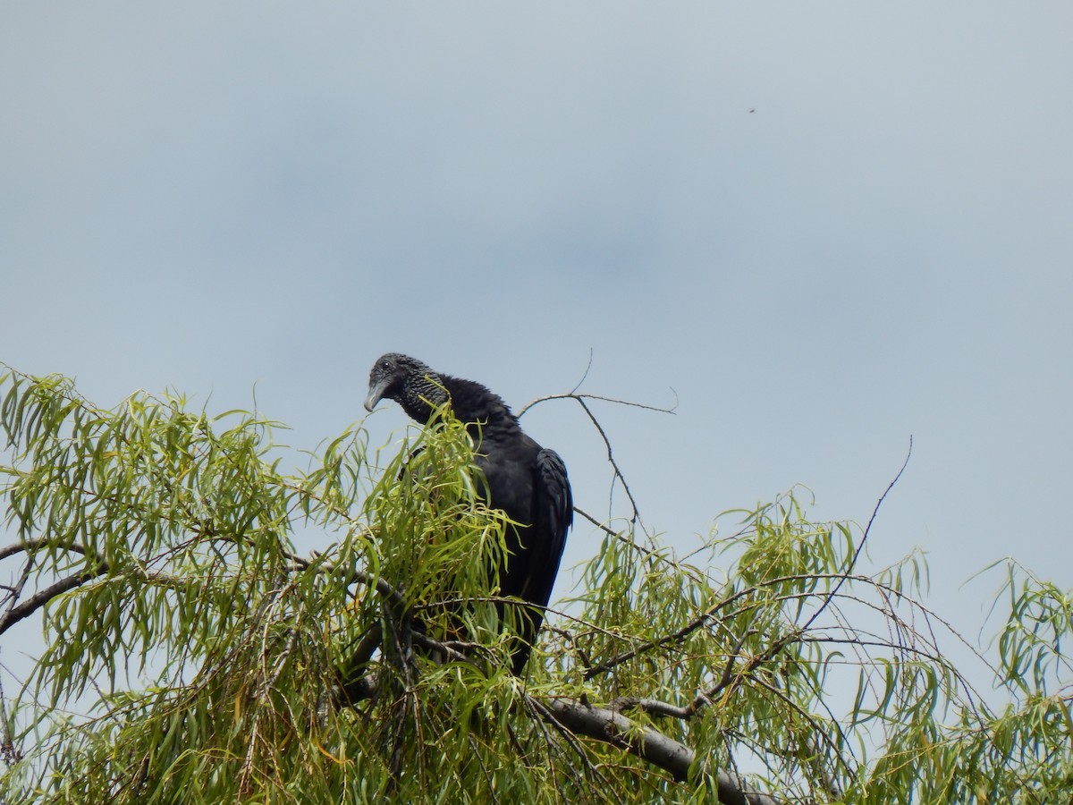 Black Vulture - ML644171208