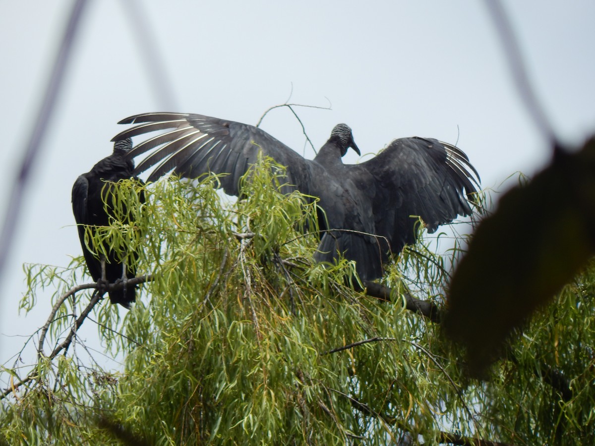 Black Vulture - ML644171209