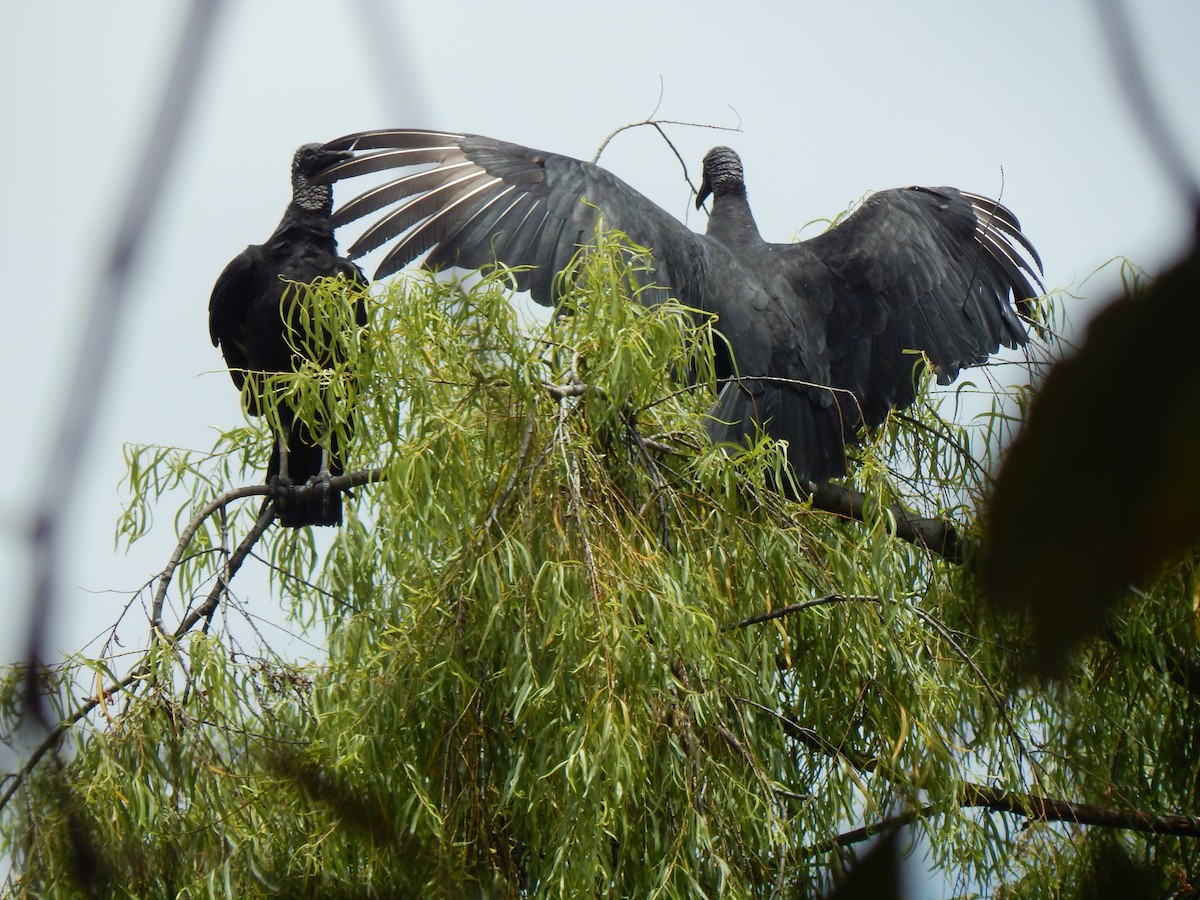 Black Vulture - ML644171210