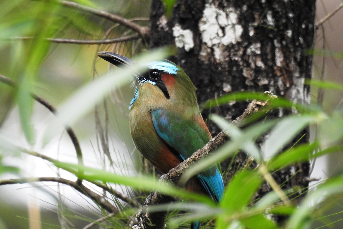 Turquoise-browed Motmot - ML644171211