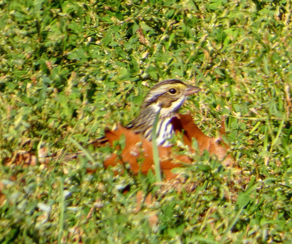 サバンナシトド - ML644171216