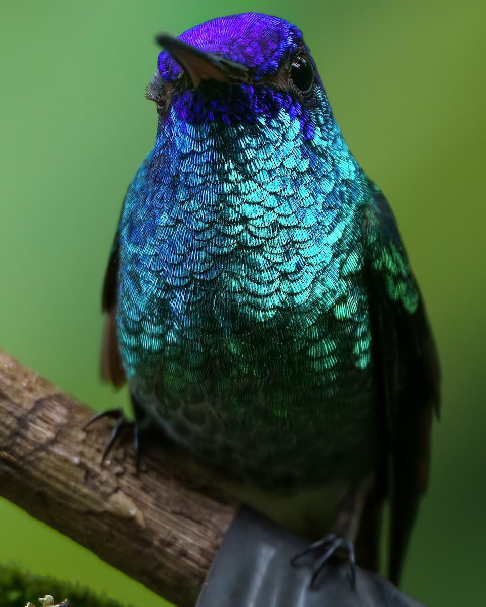 Golden-tailed Sapphire - ML644171217