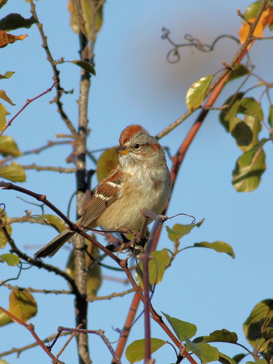 American Tree Sparrow - ML644171252