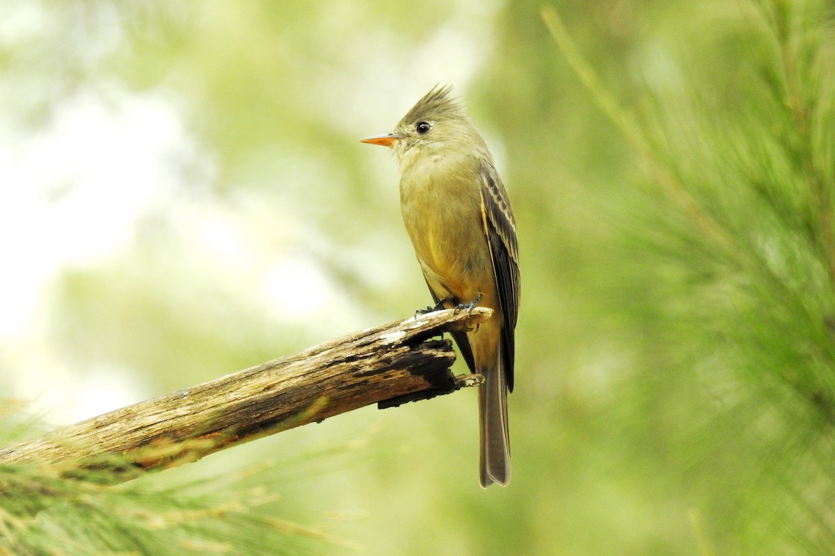 Greater Pewee - ML644171259