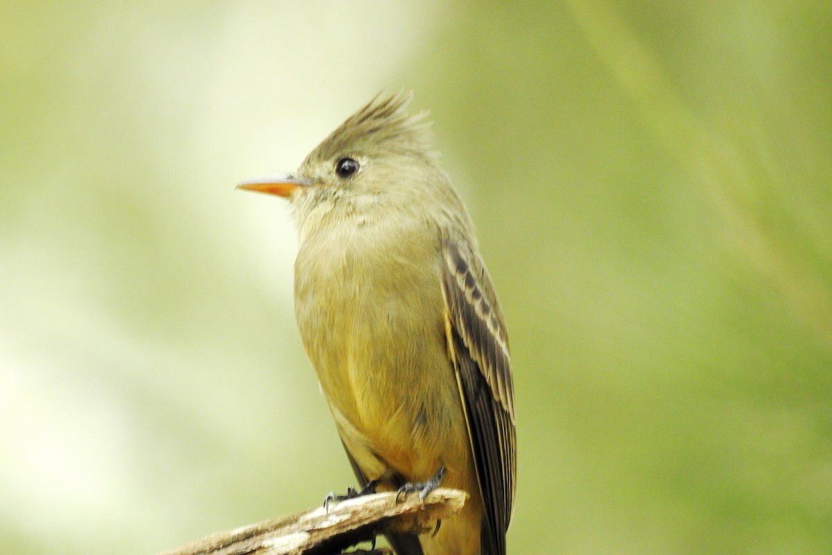 Greater Pewee - ML644171260