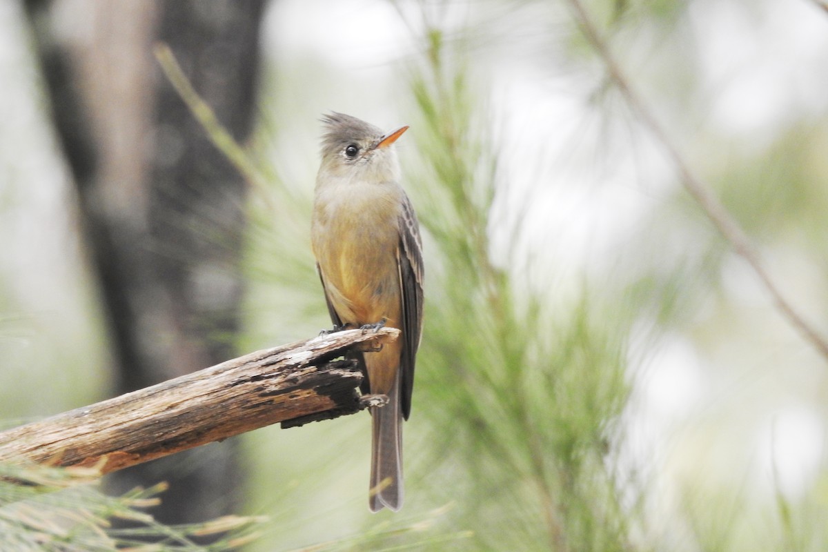Greater Pewee - ML644171261