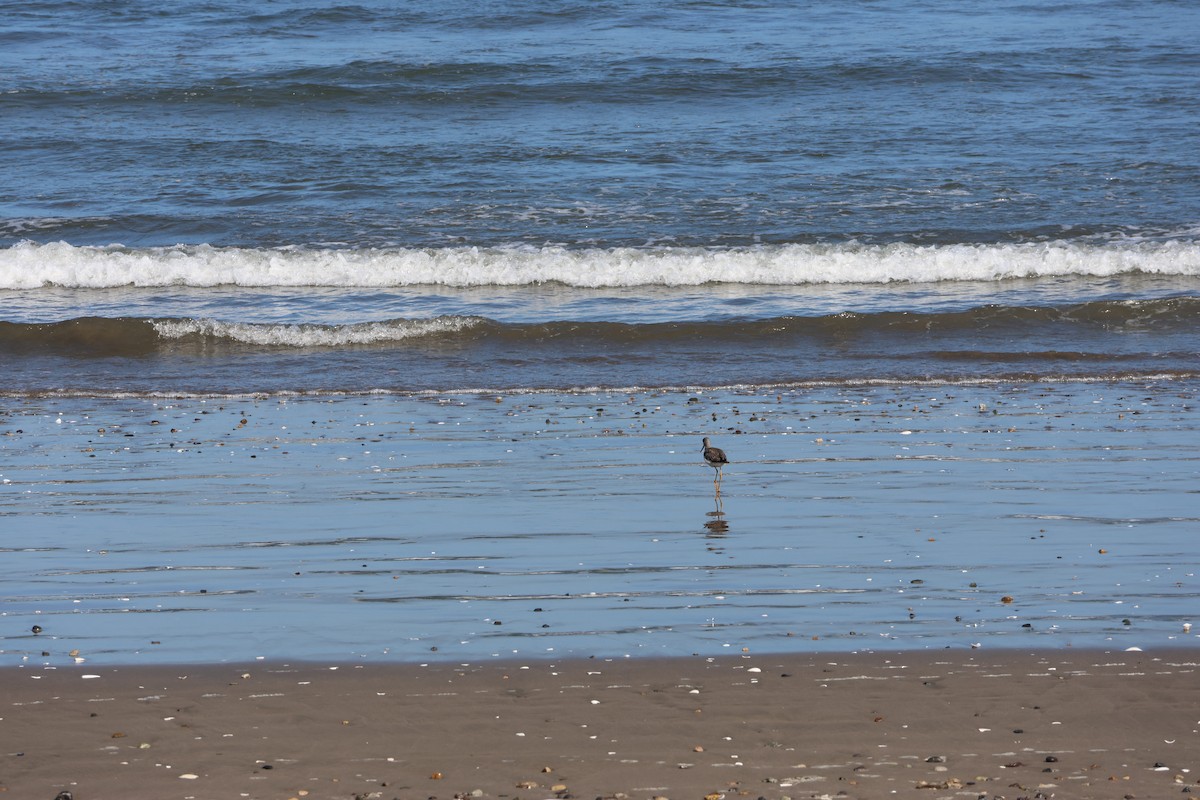 Greater Yellowlegs - ML644171271