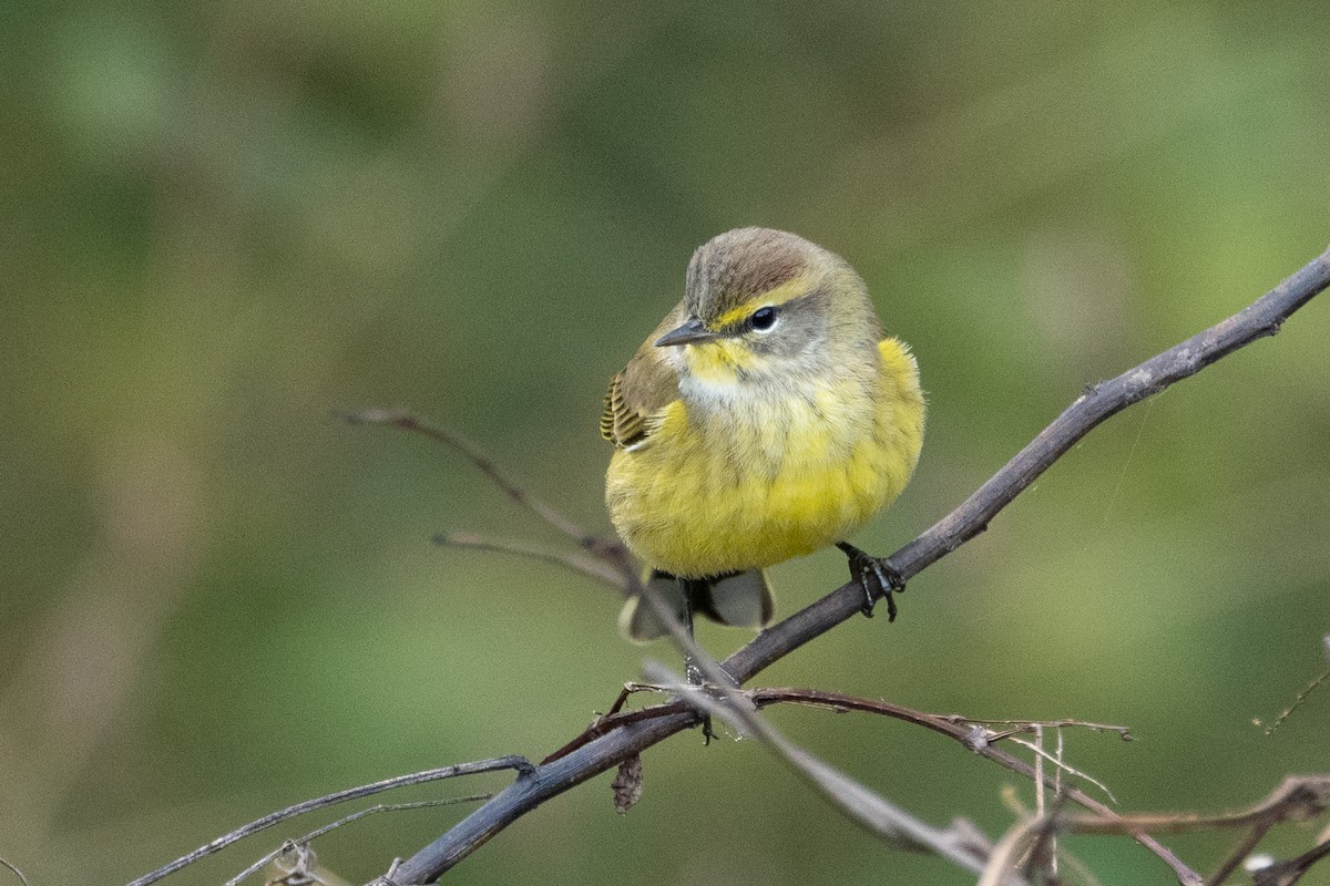 Palm Warbler - ML644171274