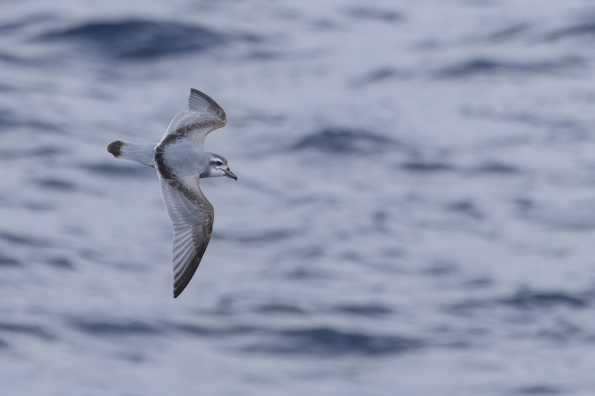 Broad-billed Prion - ML644171282