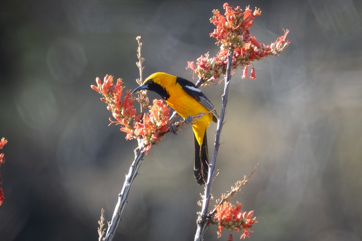 Hooded Oriole (nelsoni Group) - ML644171295