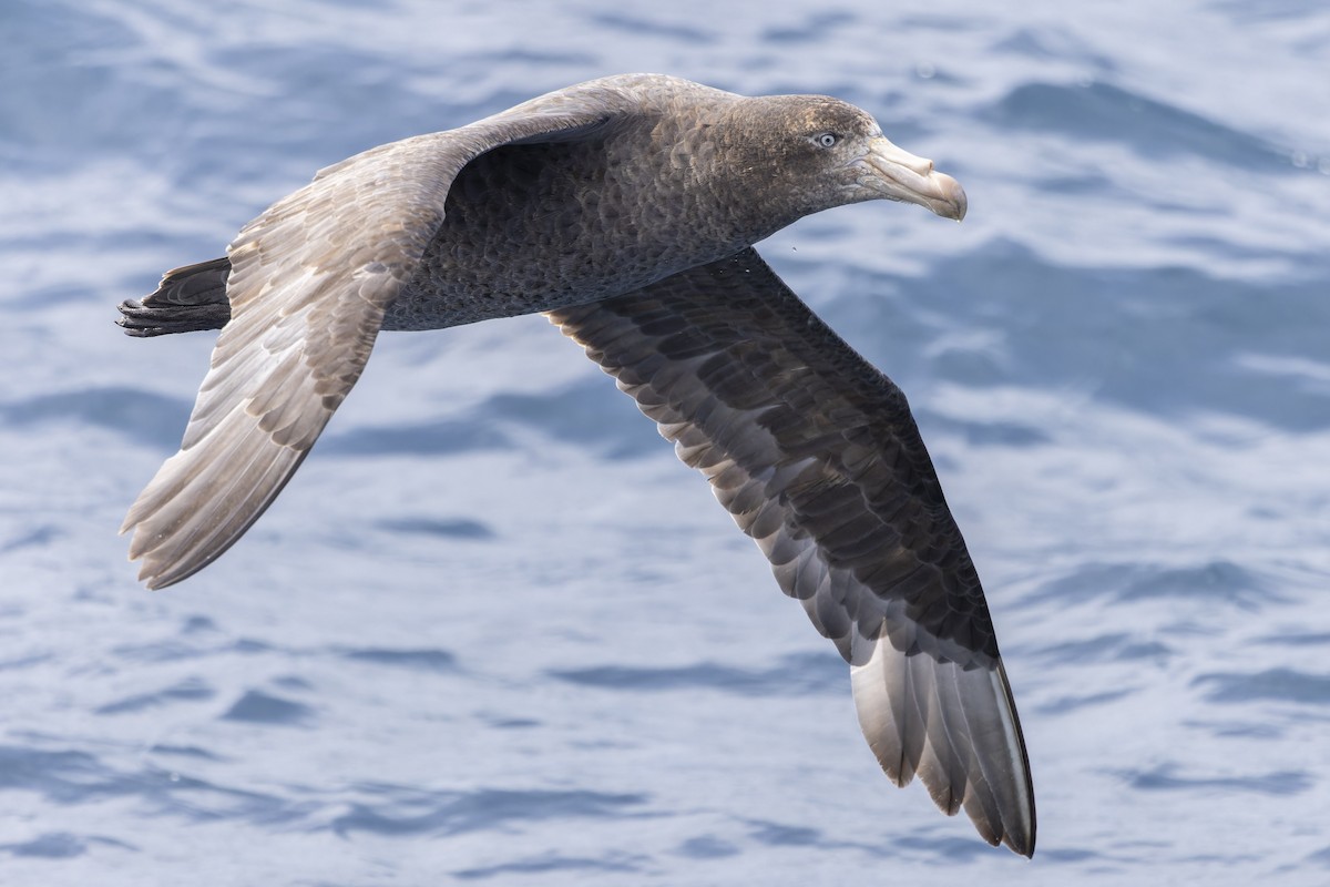 Northern Giant-Petrel - ML644171299