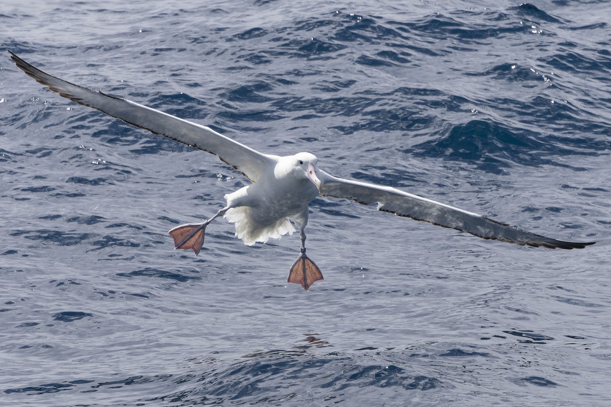 Southern Royal Albatross - ML644171313