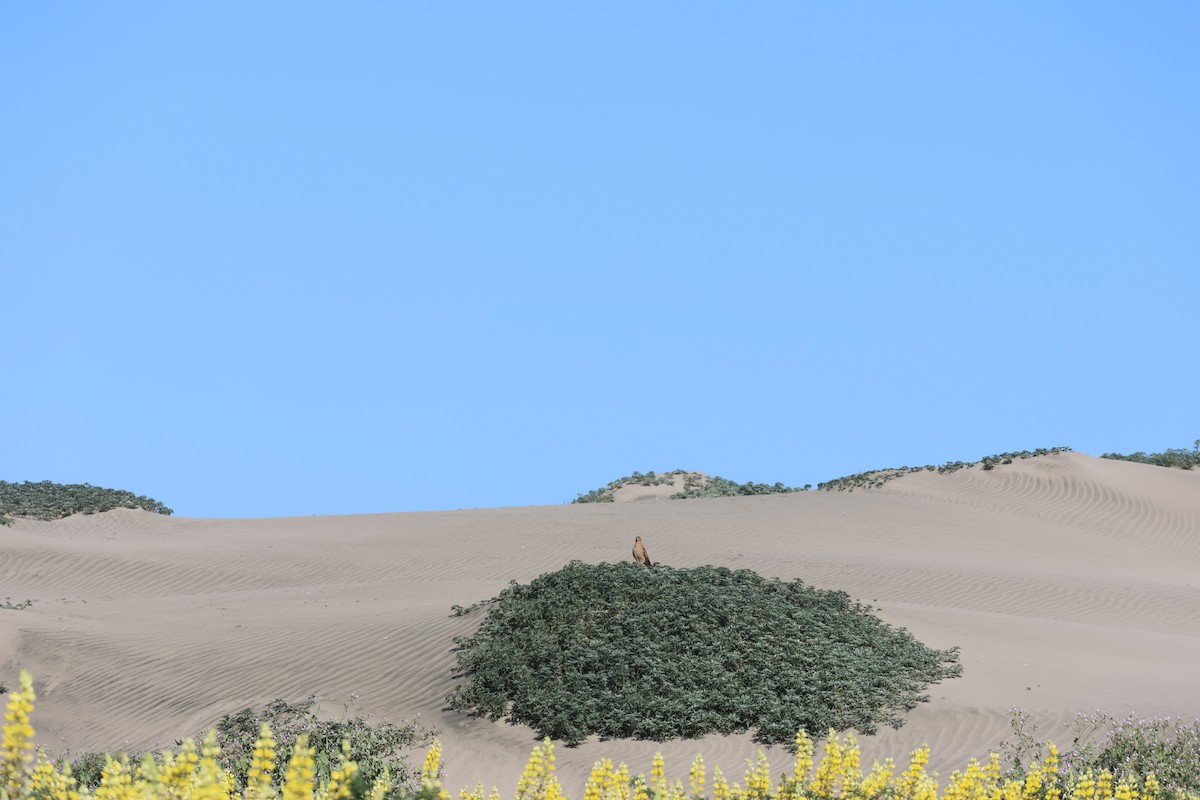 Chimango Caracara - ML644171316