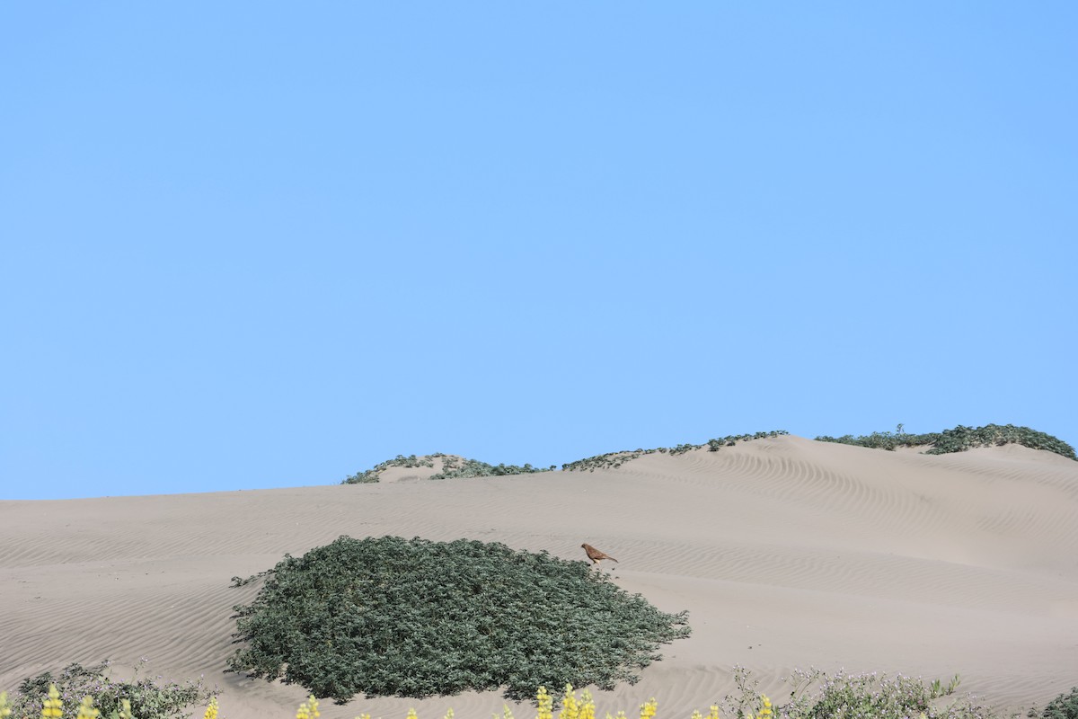 Chimango Caracara - ML644171317