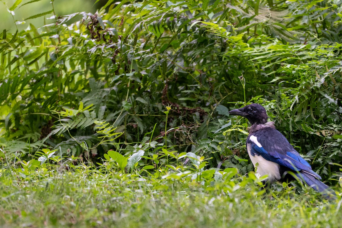 Oriental Magpie - ML644171319