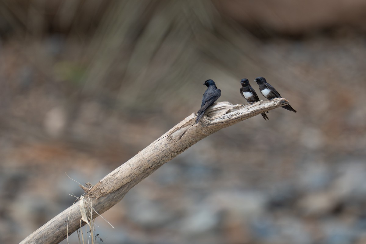 White-banded Swallow - ML644171322