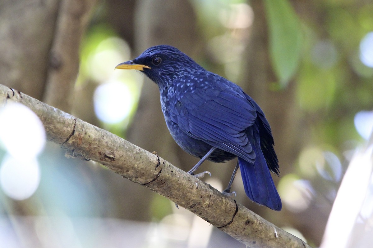 Нил исгэрээ хөөндэй - ML644171327