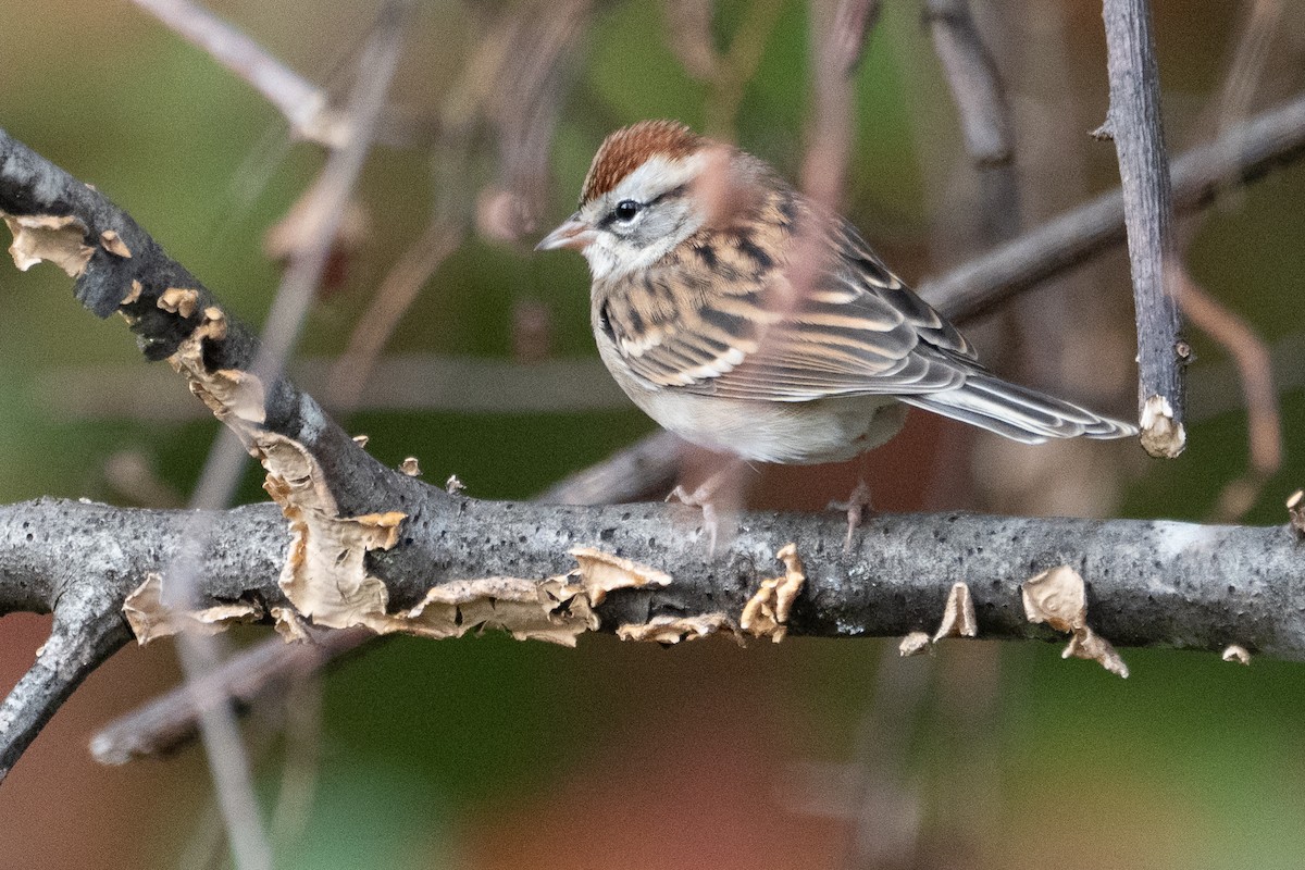 Chipping Sparrow - ML644171333