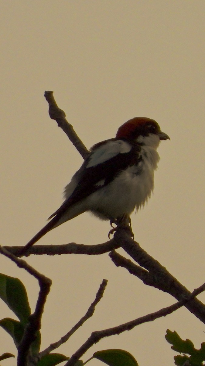 Woodchat Shrike - ML644171335