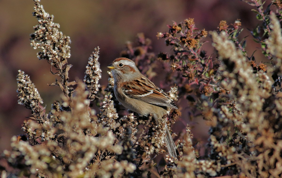 American Tree Sparrow - ML644171337