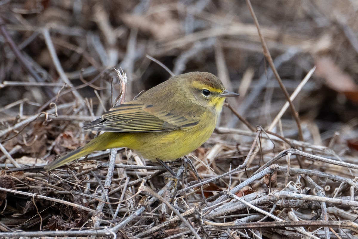 Palm Warbler - ML644171343