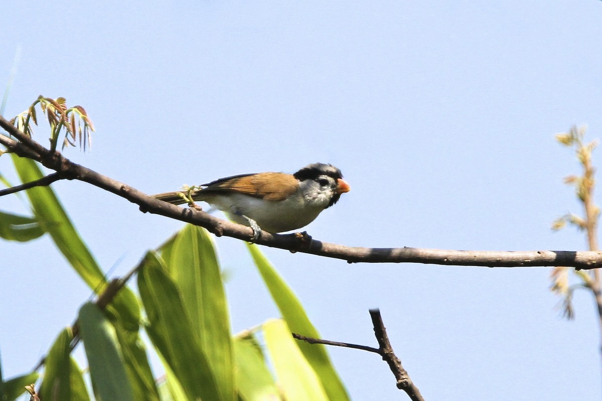 Gray-headed Parrotbill - ML644171348