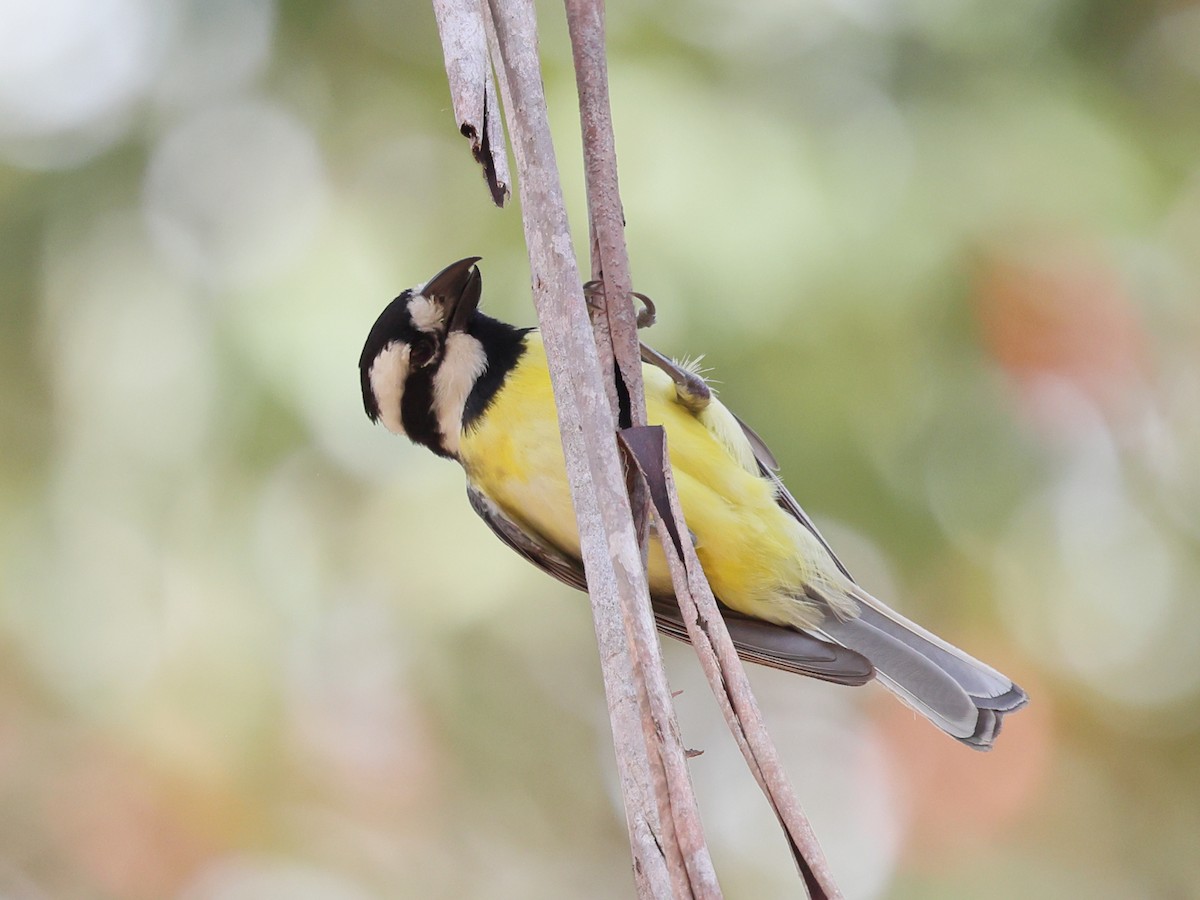 Eastern Shrike-tit - ML644171349