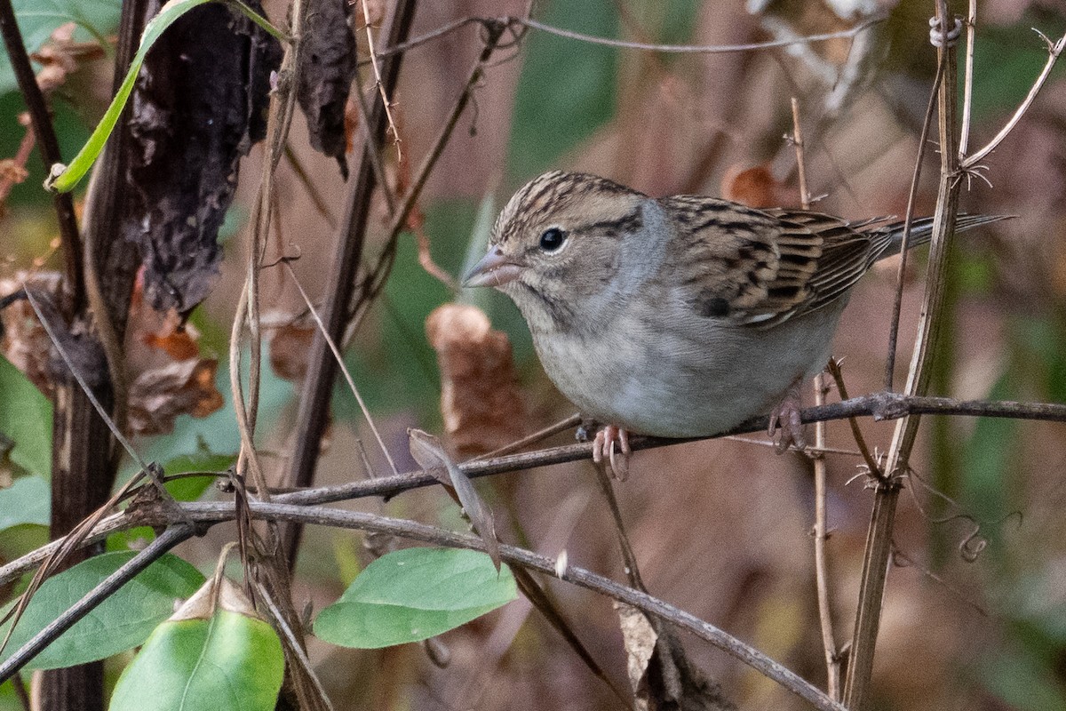 Chipping Sparrow - ML644171370