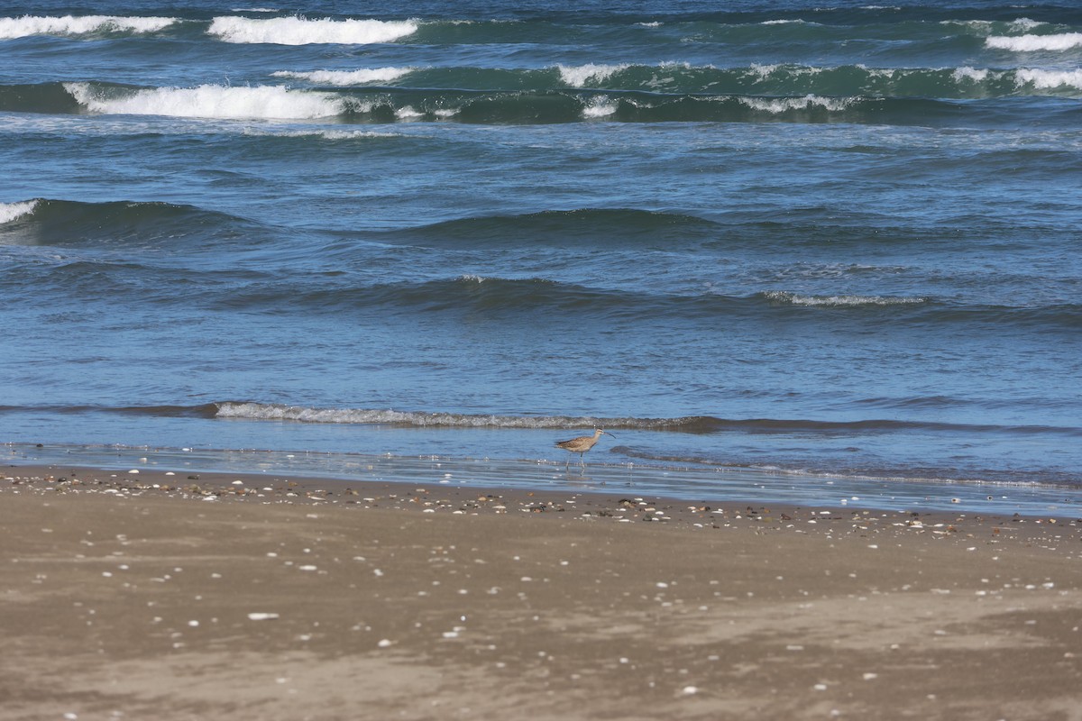 Hudsonian Whimbrel - ML644171371