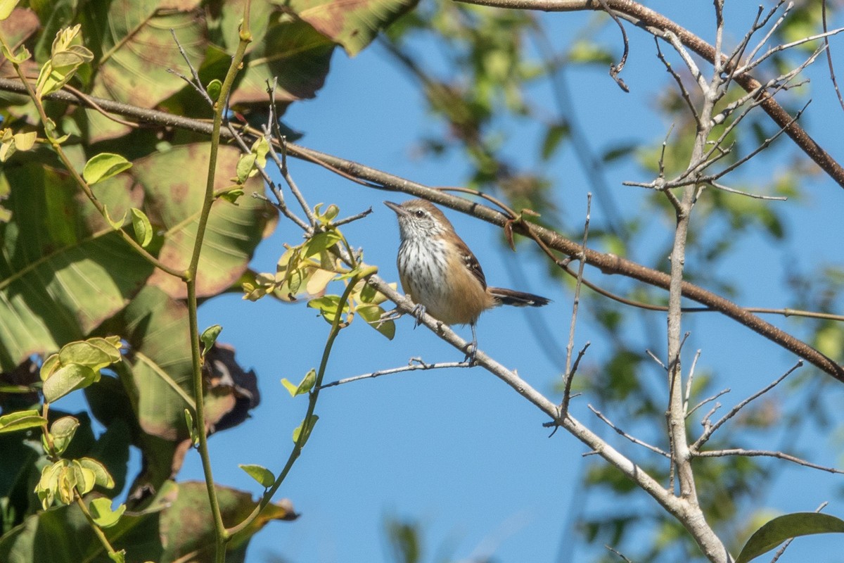 rustryggmaursmett - ML644171393