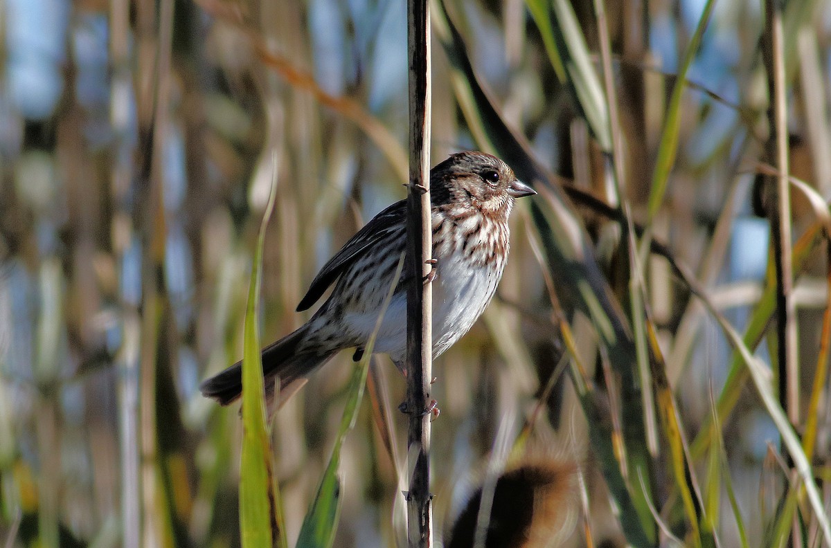 Song Sparrow - ML644171395